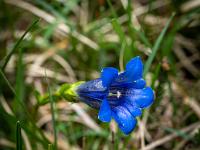Stängelloser Enzian ganz nahe